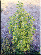 Chenopodium murale