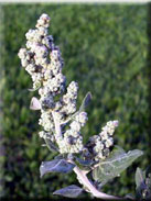 Chenopodium vulvaria