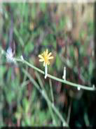 Chondrilla juncea