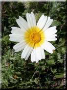 Chrysanthemum coronarium