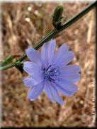 Cichorium intybus