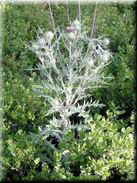 Cirsium echinatum