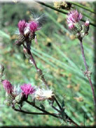 Cirsium gaditanum