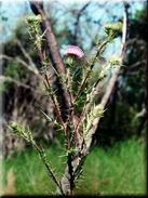 Cirsium vulgare