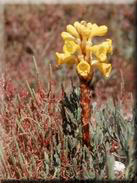 Cistanche phelypaea subsp. phelypaea