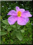 Cistus albidus