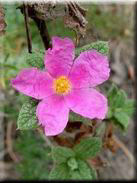 Cistus crispus