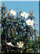 Cistus ladanifer subsp. ladanifer