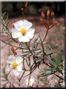 Cistus libanotis