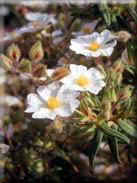 Cistus monspeliensis