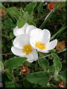 Cistus salviifolius