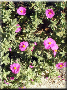 Cistus x incanus ( C. albidus x C. crispus )