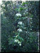 Clematis cirrhosa