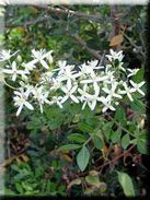 Clematis flammula