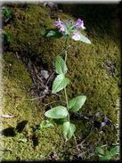 Clinopodium vulgare subsp. arundanum