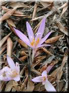 Colchicum lusitanum