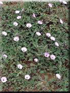 Convolvulus althaeoides subsp. althaeoides