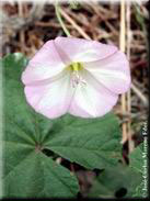 Convolvulus arvensis