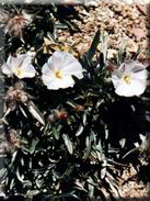 Convolvulus lanuginosus