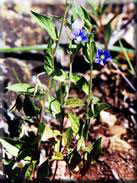 Convolvulus siculus subsp. siculus