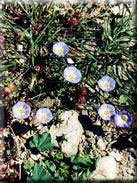 Convolvulus tricolor subsp. meonanthus