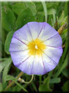 Convolvulus tricolor subsp. tricolor
