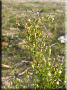 Conyza canadensis