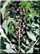 Coriaria myrtifolia