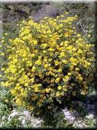 Coronilla glauca