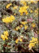 Coronilla juncea