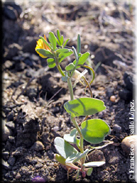 Coronilla repanda subsp. dura