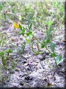 Coronilla repanda subsp. repanda