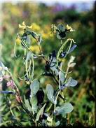 Coronilla scorpioides