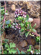 Corrigiola littoralis subsp. perez-larae