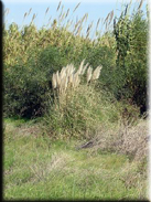 Cortaderia selloana