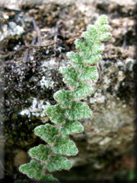 Cosentinia vellea subsp. vellea