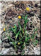 Cotula coronopifolia