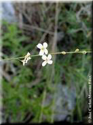 Crambe filiformis