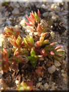 Crassula tillaea