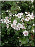 Crataegus monogyna subsp. brevispina