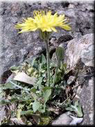 Crepis albida subsp. albida