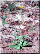 Crepis capillaris