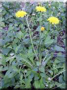 Crepis erythia