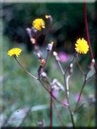 Crepis vesicaria subsp. haenseleri