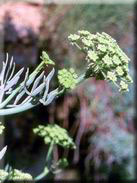 Crithmum maritimum