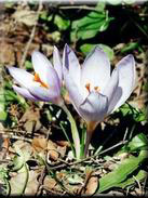 Crocus serotinus subsp. clusii