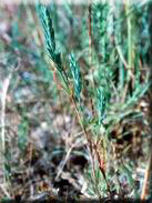 Crucianella angustifolia