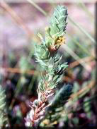 Crucianella maritima