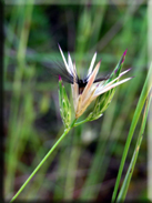 Crupina crupinastrum