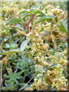 Cuscuta campestris